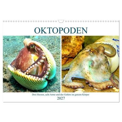 Oktopoden. Drei Herzen, acht Arme und das Gehirn im ganzen Körper (Wandkalender 2027 DIN A3 quer), CALVENDO Monatskalender