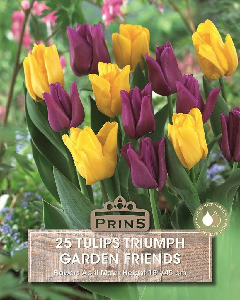 Garden Friends Tulp Triumph bloembollen, 25 stuks, geel, paars en meerkleurig