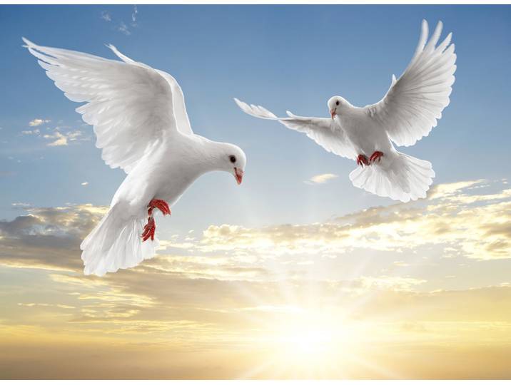 Fototapete PAPERMOON White Doves , bunt, B:3,5m L:2,6m, Vlies, Tapeten, Fototapete