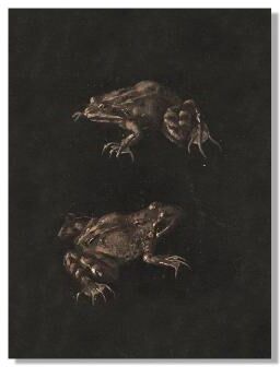 Inspire Essentials Vintage Owl Wall Art Dark Academia Canvas Cottagecore Nature Decor 9 50x70 Cm No Frame