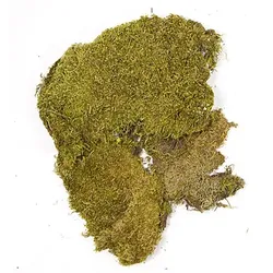 Echte Moosplatten, 100 g