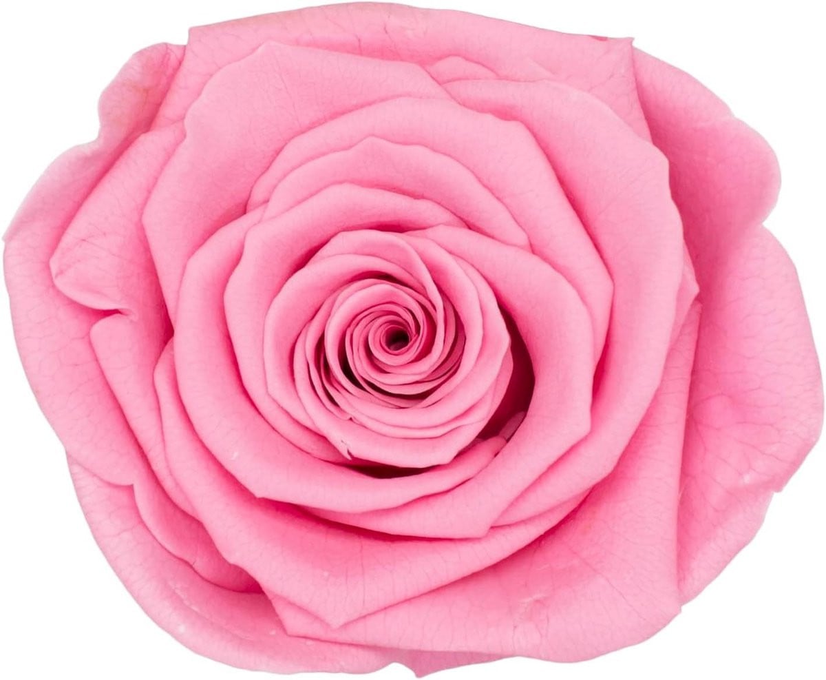 Geconserveerde Rozenkoppen - Natuurlijke Eeuwige Rozen voor Decoratie en Cadeaus - 2-3 cm