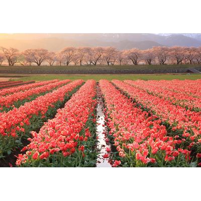 Fototapete PAPERMOON "Blumenfelder", bunt, B:3,5m L:2,6m, Vlies, Tapeten