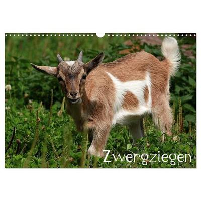 Zwergziegen (Wandkalender 2027 DIN A3 quer), CALVENDO Monatskalender