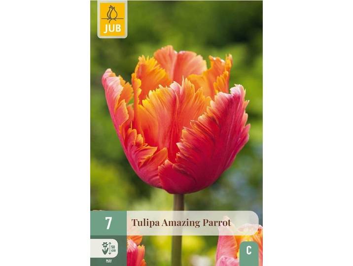 Tulipa amazing parrot 7st JUB