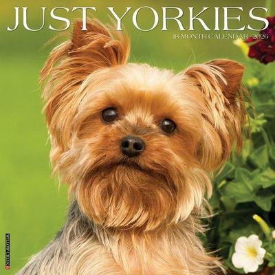 Yorkies 2026 Wall Calendar