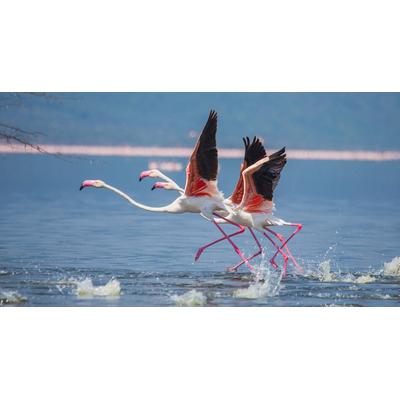 Fototapete PAPERMOON "Flamingos heben ab", bunt, B:3,5m L:2,6m, Vlies, Tapeten
