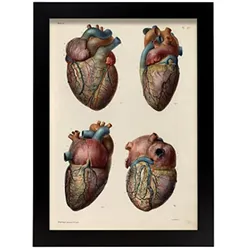 POSTER Medizinische Illustrationen – Arterien & Venen A4 Rahmenlos