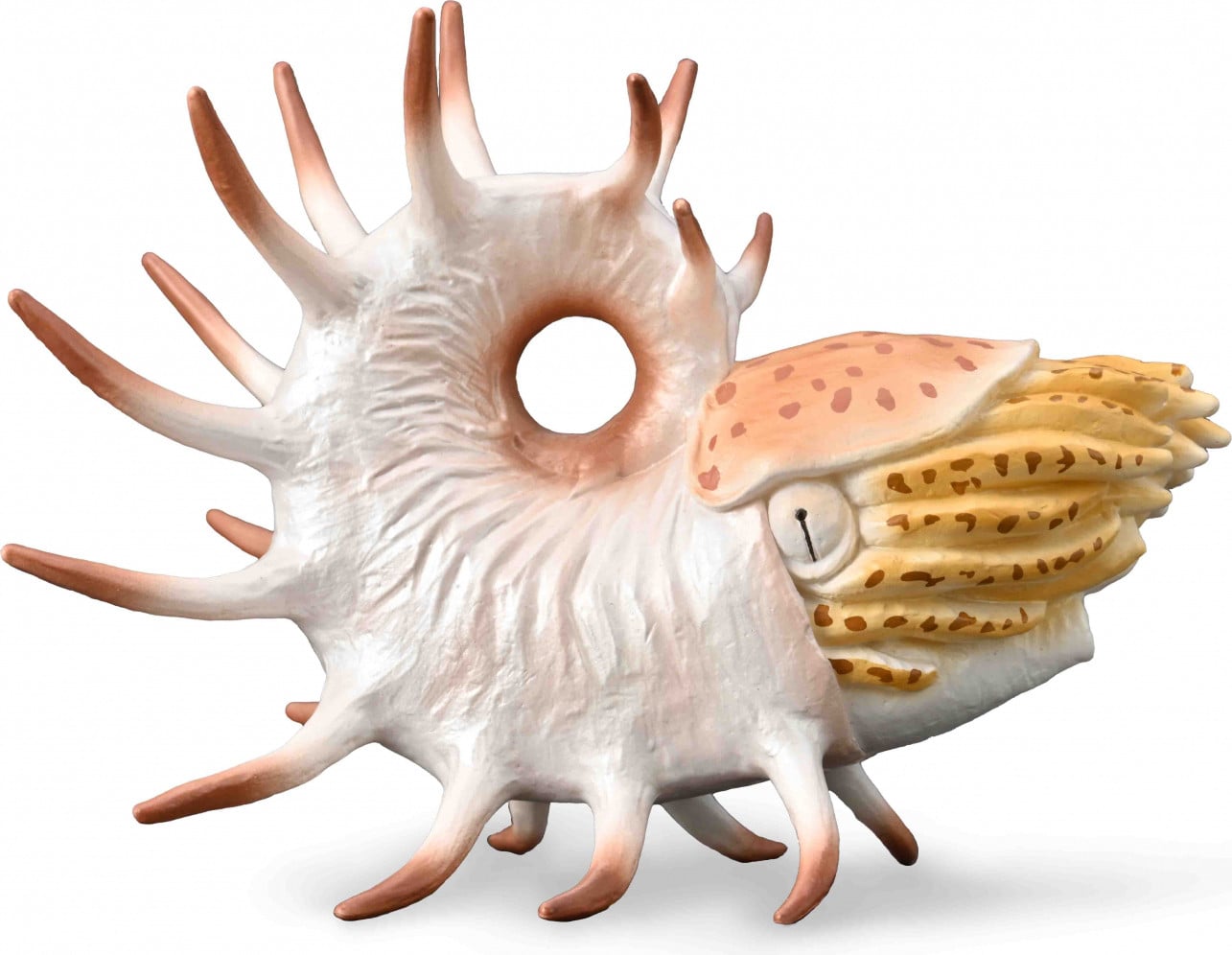 Collecta Cooperoceras handgeschilderde figuur