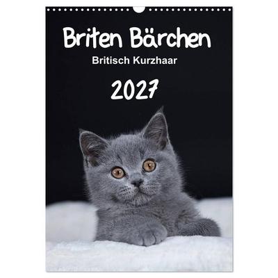 Briten Bärchen – Britisch Kurzhaar 2027 (Wandkalender 2027 DIN A3 hoch), CALVENDO Monatskalender