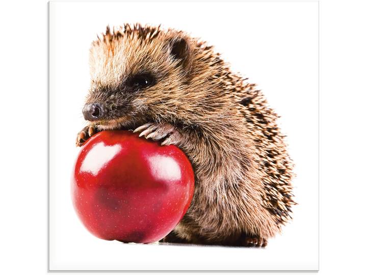 Glasbild ARTLAND Glücklicher Igel , weiss (farbe bild(er): weiß), B:20cm H:20cm, Bilder, Glasbild, in verschiedenen Grössen