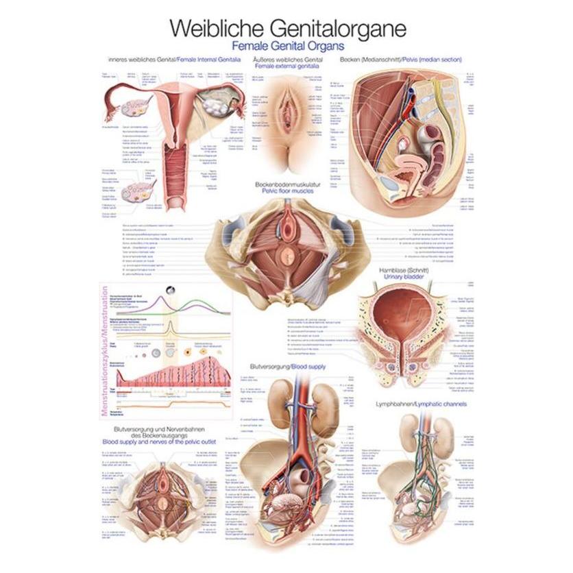 Erler Zimmer Lehrtafel Weibliches Genital, 70x100cm (EZ-AL124)