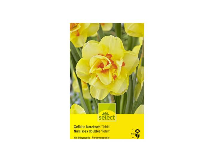 Select Blumenzwiebel Gefüllte Narzissen Tahiti ''