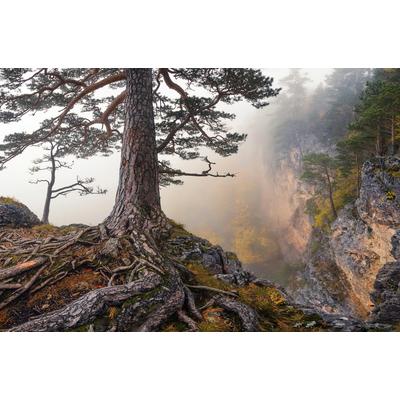 Fototapete PAPERMOON "Baum an Klippe", bunt, B:3m L:2,23m, Vlies, Tapeten