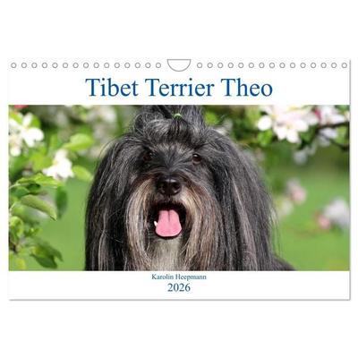 Tibet Terrier Theo (Wandkalender 2026 DIN A4 quer), CALVENDO Monatskalender