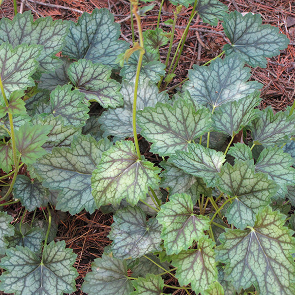 6 x Heuchera Ring Of Fire purperrode bloemkoolplant - Arborix - Pot van 9x9 cm