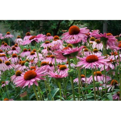 Fototapete PAPERMOON "Sommerblumen", bunt, B:3m L:2,23m, Vlies, Tapeten