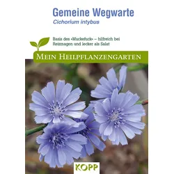 Gemeine Wegwarte - Mein Heilpflanzengarten
