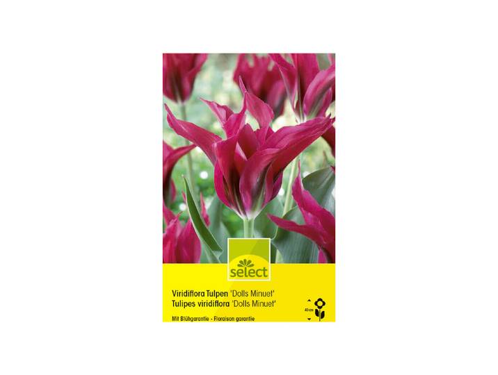 Select Blumenzwiebel Viridiflora Tulpen Dolls Minuet ''