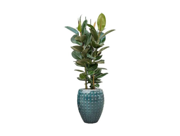 Pflanzen Arrangement „Ficus elastica 'Robusta' in Laos“ Keramik Baq Design