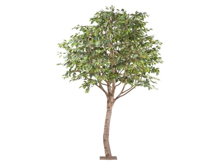 Kunstpflanzen Ficus Benjamina Naturstamm Auf Metallplatte H: 260 Gasper / Grösse: x cm
