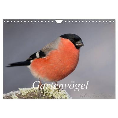 Vögel aus dem Garten (Wandkalender 2027 DIN A4 quer), CALVENDO Monatskalender