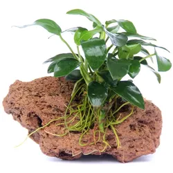 Anubias barteri var. nana 'Bonsai' 7 x 4 x 7 Centimeter Stein