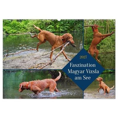 Faszination Magyar Vizsla am See (Wandkalender 2027 DIN A2 quer), CALVENDO Monatskalender