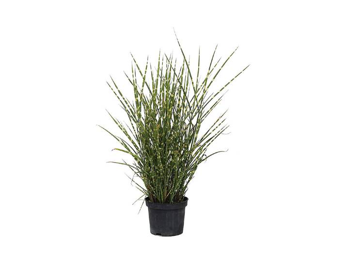 Garten-Zebraschilf Strictus ' (Miscanthus sinensis 'Strictus '), Topfgrösse Ø19cm'