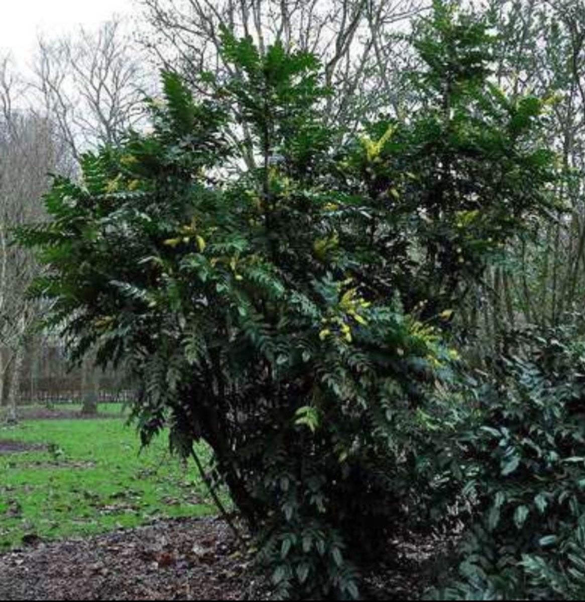 Mahonia media Winter Sun Mahoniestruik in pot, 40-50 cm