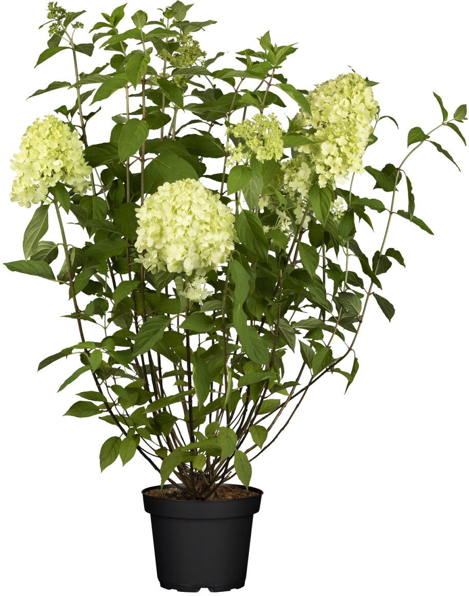 Pflanzen Rispenhortensie 'Limelight' 5 l Container