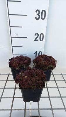 6 x Sempervivum Dark Beauty Huislook in pot van 9 x 9 cm
