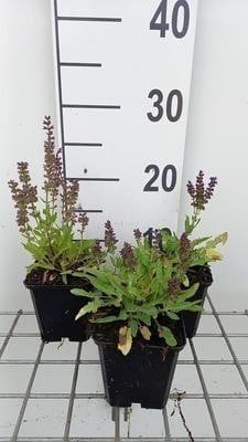 6 x Salvia nemorosa 'Marcus' Stermos in pot Ø 9 cm