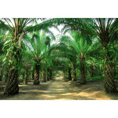 Fototapete PAPERMOON "PALMEN ALLEE-BAUM DSCHUNGEL SONNE WEG PFLANZE PLANTAGE", bunt, B:2m L:1,49m, Vlies, Tapeten
