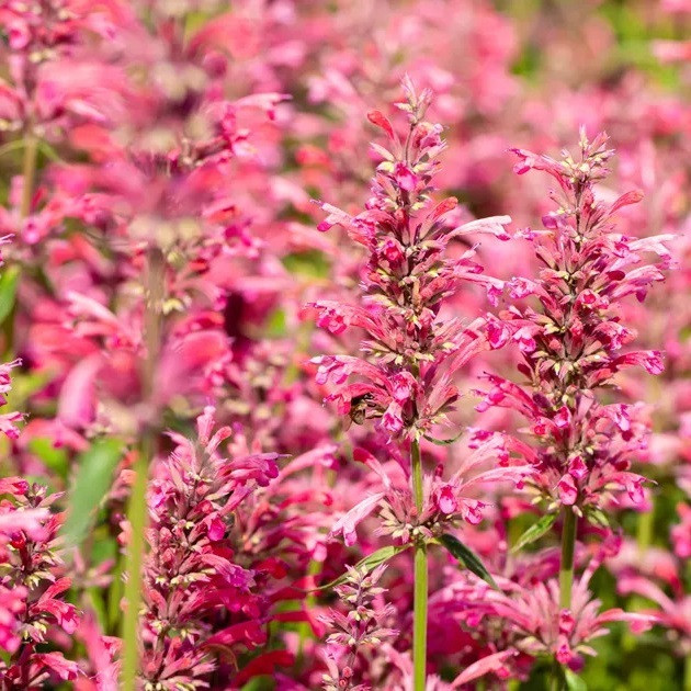 6 x Agastache mexicana Red Fortune Arborix in pot van 9x9 cm