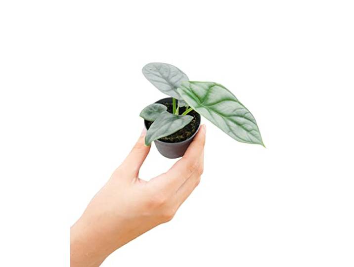 PLNTS - Baby Alocasia Silver Dragon (Olifantsoor) - Kamerplant Baginda - Stekplantje 2 cm - Hoogte 10 cm