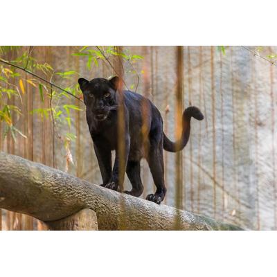Fototapete PAPERMOON "Panther", bunt, B:3m L:2,23m, Vlies, Tapeten