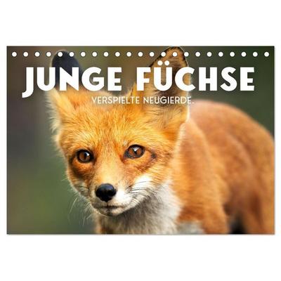 Junge Füchse - Verspielte Neugierde. (Tischkalender 2026 DIN A5 quer), CALVENDO Monatskalender