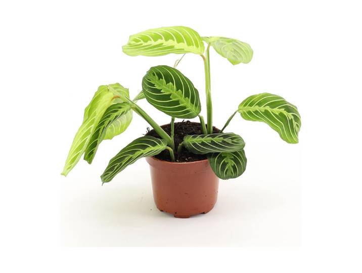 Maranta leuconeura Lemon Ø12