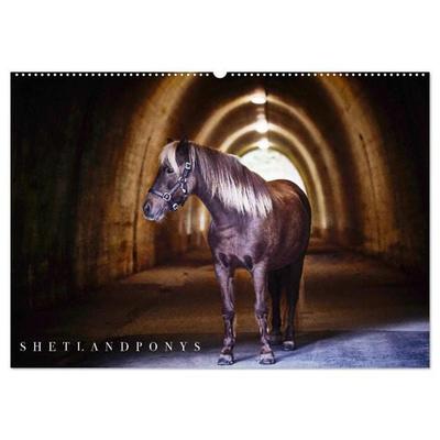 Shetlandpony Kalender (Wandkalender 2026 DIN A2 quer), CALVENDO Monatskalender
