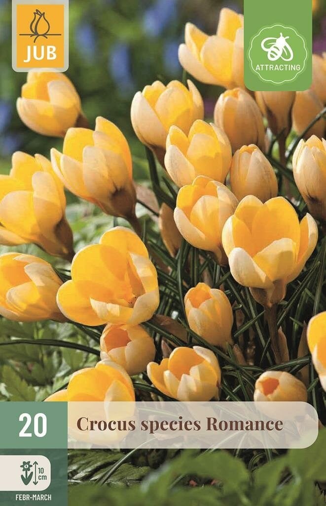 Jub Krokus Romance 20 bollen