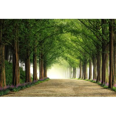 Fototapete PAPERMOON "Photo-Art TIGER SEO, METASEQUOIA ROAD", bunt, B:4m L:2,6m, Vlies, Tapeten
