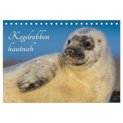 Kegelrobben hautnah (Tischkalender 2026 DIN A5 quer), CALVENDO Monatskalender