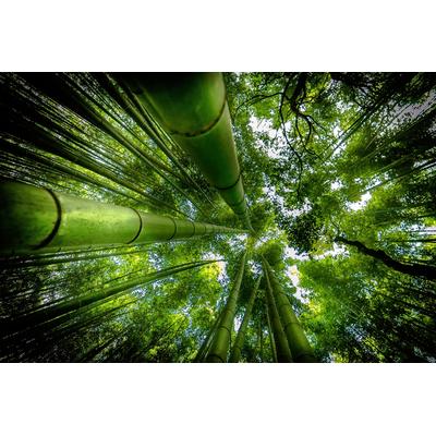 Fototapete PAPERMOON "Photo-Art DAVID ROS, ARASHIYAMA", bunt, B:5m L:2,8m, Vlies, Tapeten