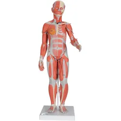 Muskelfigur, weiblich, 21-teilig - 3B Smart Anatomy
