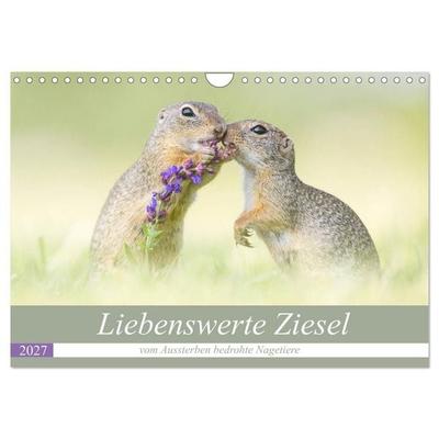 Liebenswerte Ziesel - vom Aussterben bedrohte Nagetiere (Wandkalender 2027 DIN A4 quer), CALVENDO Monatskalender