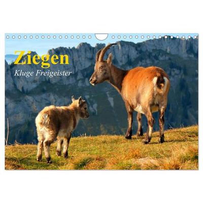 Ziegen. Kluge Freigeister (Wandkalender 2026 DIN A4 quer), CALVENDO Monatskalender