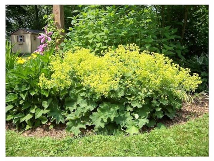 Stauden Gänge 50 x Alchemilla mollis Weicher Großer Frauenmantel winterhart Winterharter Bodendecker für Sonne bis Halbschatten, Blüte Mai bis Juli, mehrjährig, 9x9 cm Topf