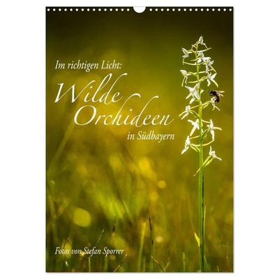Im richtigen Licht: Wilde Orchideen in Südbayern (Wandkalender 2026 DIN A3 hoch), CALVENDO Monatskalender