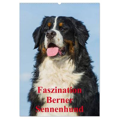 Faszination Berner Sennenhund (Wandkalender 2027 DIN A2 hoch), CALVENDO Monatskalender